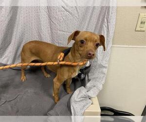Chihuahua Dogs for adoption in Modesto, CA, USA
