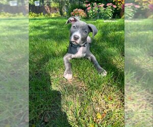 American Pit Bull Terrier-Unknown Mix Dogs for adoption in Wyoming, MI, USA