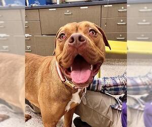 American Pit Bull Terrier Dogs for adoption in Brighton, CO, USA