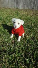 Medium Photo #1 Chihuahua-Labrador Retriever Mix Puppy For Sale in The Woodlands, TX, USA