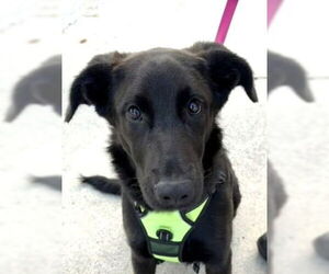 Labrador Retriever-Unknown Mix Dogs for adoption in Lake Forest, CA, USA