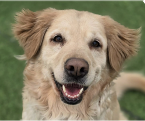 Golden Retriever Dogs for adoption in San Ramon, CA, USA