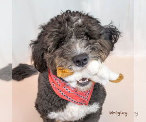 Mutt Dogs for adoption in Hot Springs Village, AR, USA
