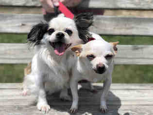 Cheeks Dogs for adoption in Urbana, IL, USA