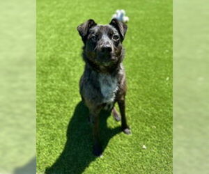 Australian Shepherd Dogs for adoption in Salinas, CA, USA