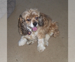 Cocker Spaniel Dogs for adoption in Coldwater, MI, USA