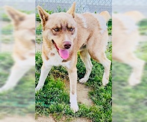 Ausky Dogs for adoption in Visalia, CA, USA