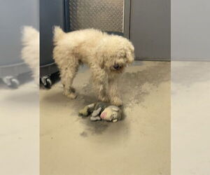 Poodle (Miniature)-Unknown Mix Dogs for adoption in Tallahassee, FL, USA