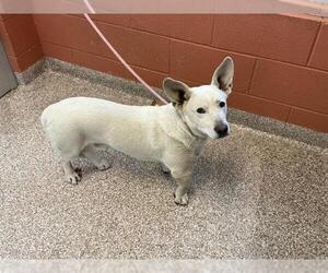 Cardigan Welsh Corgi-Labrador Retriever Mix Dogs for adoption in Pueblo, CO, USA