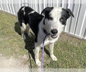 Borador Dogs for adoption in Houston, TX, USA