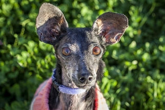 Dachshund Dogs for adoption in Tacoma, WA, USA