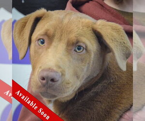 Labrador Retriever Dogs for adoption in Huntley, IL, USA