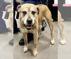 Mastiff-Unknown Mix Dogs for adoption in Forestville, MD, USA