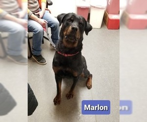 Rottweiler Dogs for adoption in Richmond, IN, USA