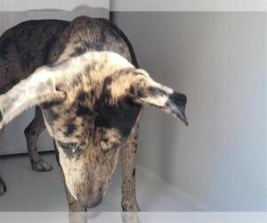 Catahoula Leopard Dog-Unknown Mix Dogs for adoption in Houston, TX, USA