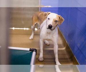Catahoula Leopard Dog-Unknown Mix Dogs for adoption in Orlando, FL, USA