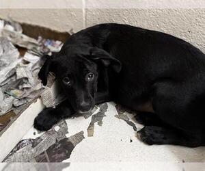 Labrador Retriever-Unknown Mix Dogs for adoption in Raleigh, NC, USA