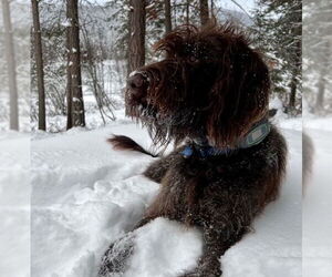 Wirehaired lab Dogs for adoption in Polson, MT, USA