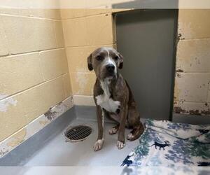 Mutt Dogs for adoption in Tulsa, OK, USA