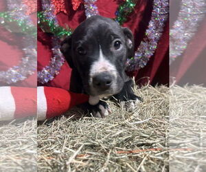 Bulldog-Unknown Mix Dogs for adoption in Tarrytown, GA, USA