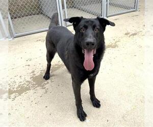 German Shepherd Dog Dogs for adoption in Aurora, IL, USA
