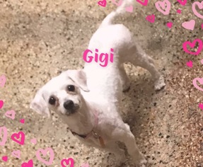 Maltese Dogs for adoption in Metairie, LA, USA