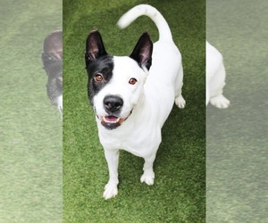 Akita-Unknown Mix Dogs for adoption in Dallas, TX, USA