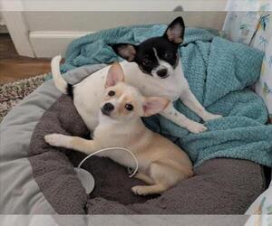 Chiranian Dogs for adoption in Santa Cruz, CA, USA