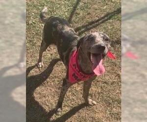 Catahoula Leopard Dog Dogs for adoption in Albany, GA, USA