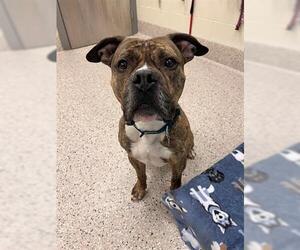 American Bulldog Dogs for adoption in Brighton, CO, USA