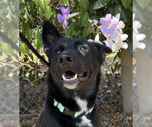 German Shepherd Dog Dogs for adoption in Santa Barbara, CA, USA