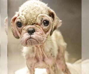 Pekingese-Unknown Mix Dogs for adoption in San Antonio, TX, USA