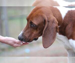 Treeing Walker Coonhound Dogs for adoption in Lovingston, VA, USA