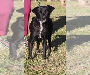 Borador Dogs for adoption in Morton Grove, IL, USA