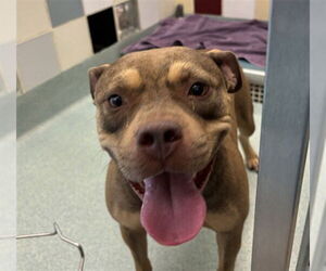 American Pit Bull Terrier Dogs for adoption in Plano, TX, USA