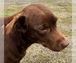 Chesapeake Bay Retriever Dogs for adoption in Aurora, IN, USA