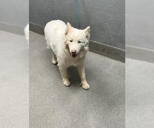Siberian Husky-Unknown Mix Dogs for adoption in Las Vegas, NV, USA