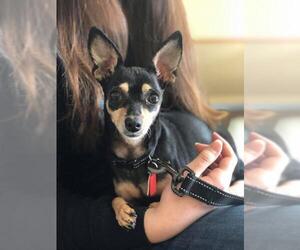 Chihuahua Dogs for adoption in Mankato, MN, USA