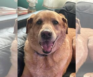 Labrador Retriever Dogs for adoption in Tampa, FL, USA