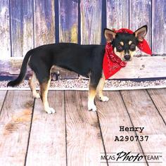 Medium Photo #1 Chiweenie Puppy For Sale in Conroe, TX, USA