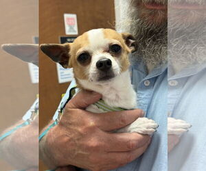Chihuahua-Unknown Mix Dogs for adoption in Middlesex, NC, USA