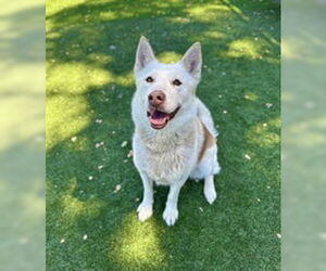 Siberian Husky Dogs for adoption in Salinas, CA, USA