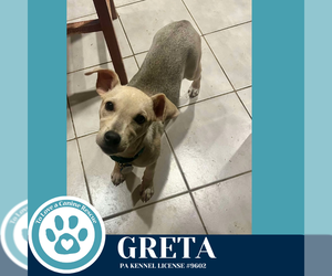 Mutt Dogs for adoption in Kimberton, PA, USA