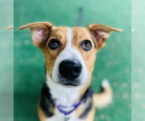 Beagle-Collie Mix Dogs for adoption in Clarkesville, GA, USA