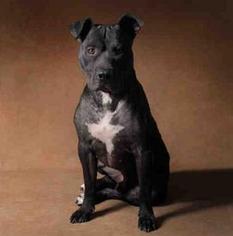 Staffordshire Bull Terrier Dogs for adoption in Beverly Hills, CA, USA