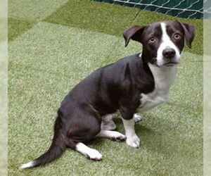 Mutt Dogs for adoption in Downey, CA, USA