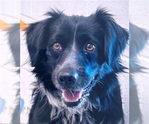 English Springer Spaniel Dogs for adoption in San Bernardino, CA, USA