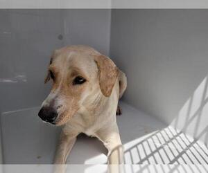 Labrador Retriever Dogs for adoption in Houston, TX, USA