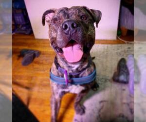 Mutt Dogs for adoption in BROOKLYN, NY, USA