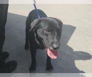 Labrador Retriever Dogs for adoption in Houston, TX, USA